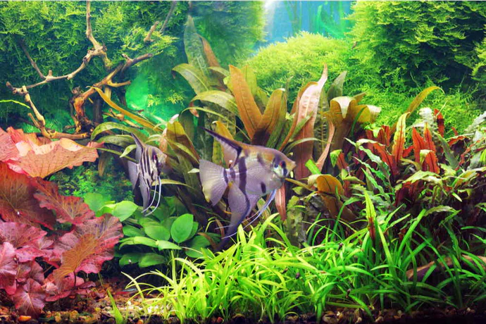 Choosing the Right aquarium plants