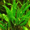 Cryptocoryne Wendtii Green