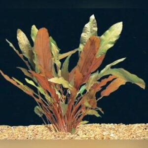 Cryptocoryne Wendtii Red