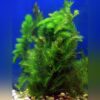 Hornwort