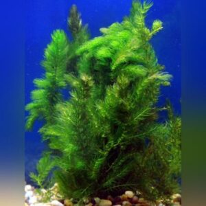 Hornwort