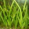 Jungle vallisneria