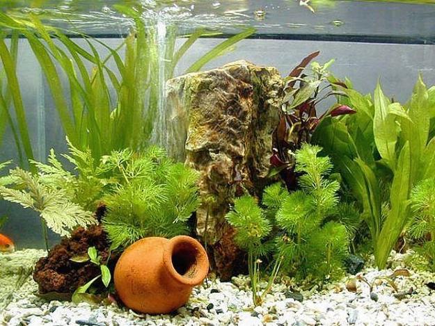 Natural Decorations for Aquarium