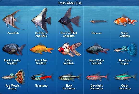 Popular Types of Aquarium Fishes