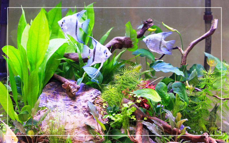 Setting Up Your Aquarium: A Step-by-Step Guide