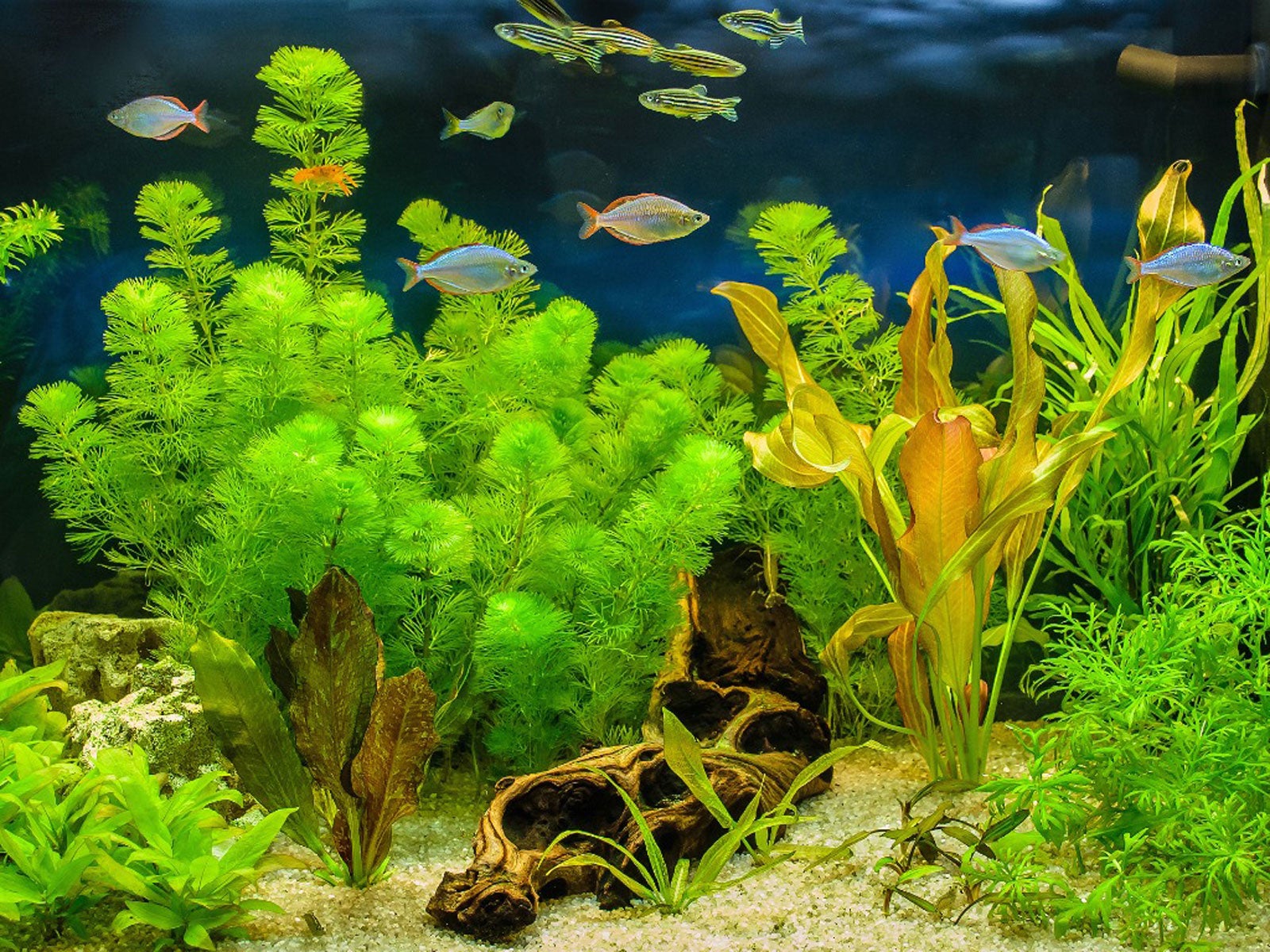 Types of Aquarium Plants